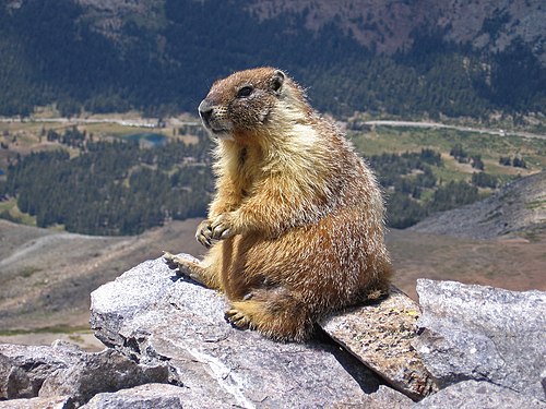 Marmota Flaviventris