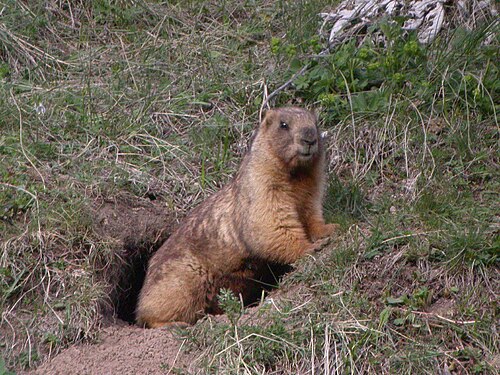 Marmota Baibacina