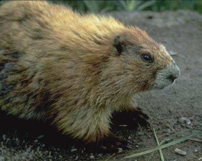 Marmota Olympus